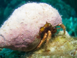 Hermit Crab IMG 5759